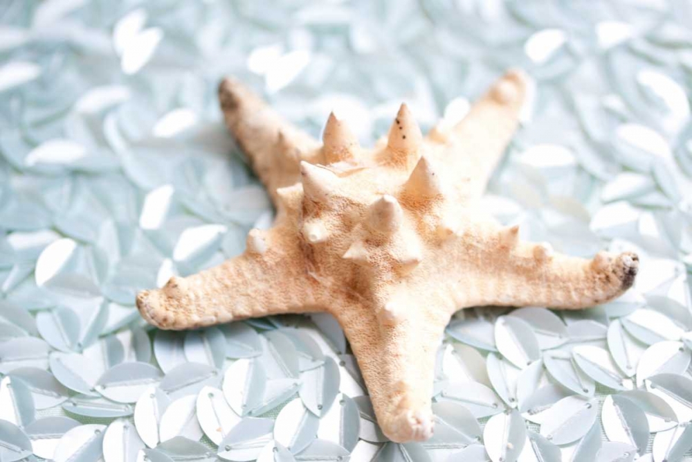 Shimmer Shells II art print by Susan Bryant for $57.95 CAD
