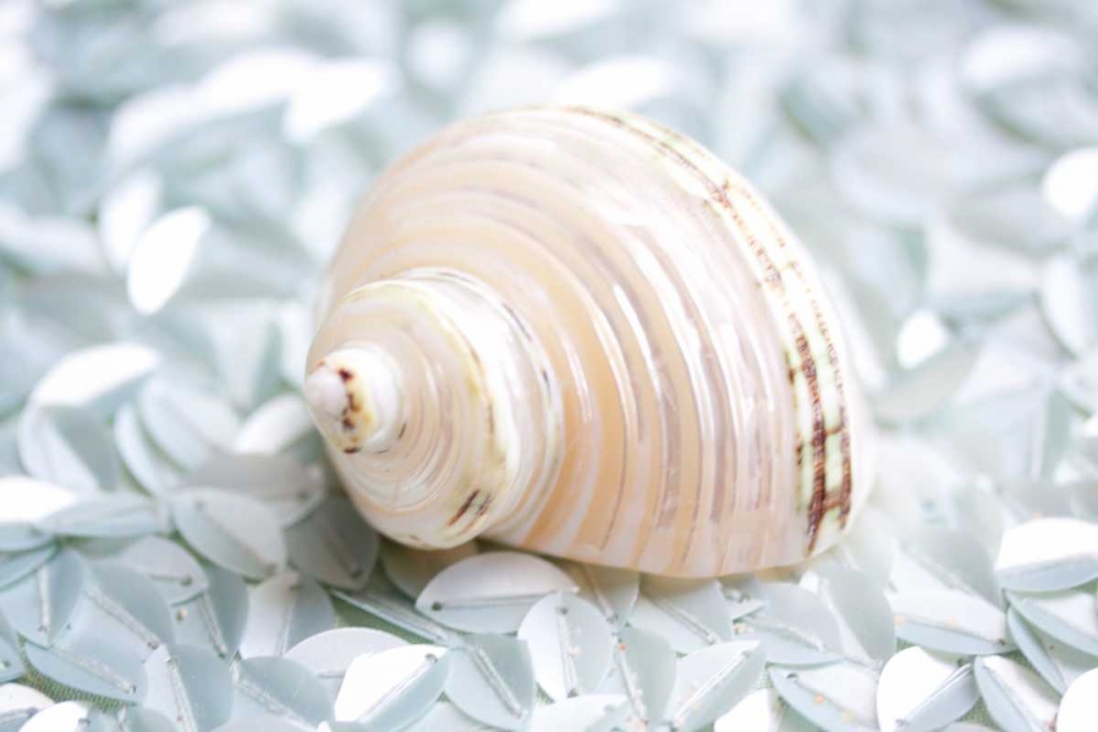 Shimmer Shells IV art print by Susan Bryant for $57.95 CAD