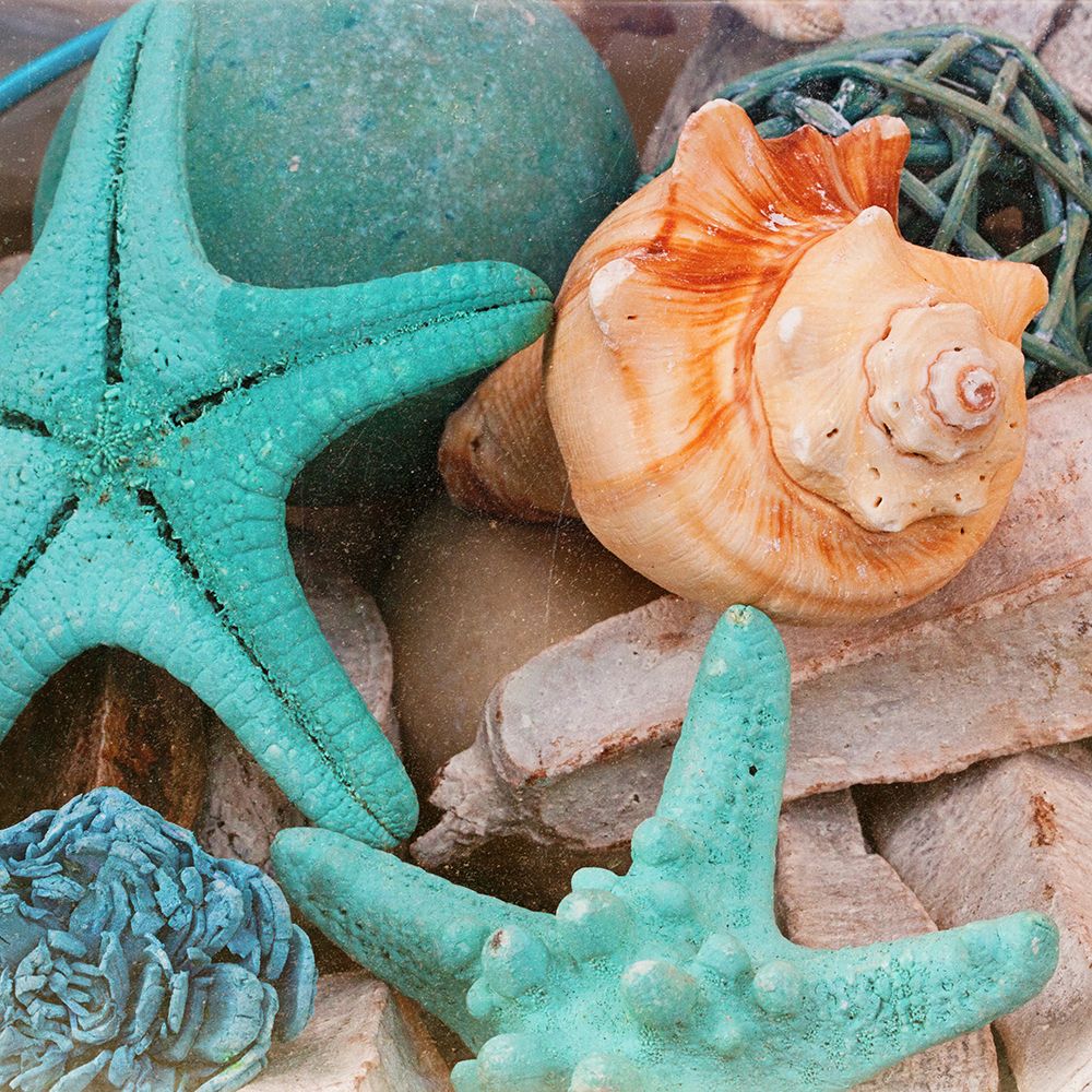 Bundle of Shells Square I art print by Susan Bryant for $57.95 CAD
