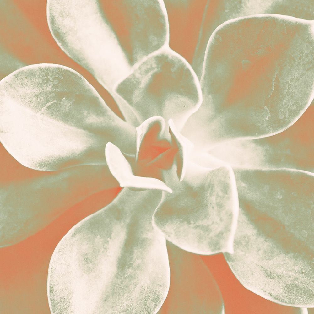 Tropical Succulent art print by Susan Bryant for $57.95 CAD