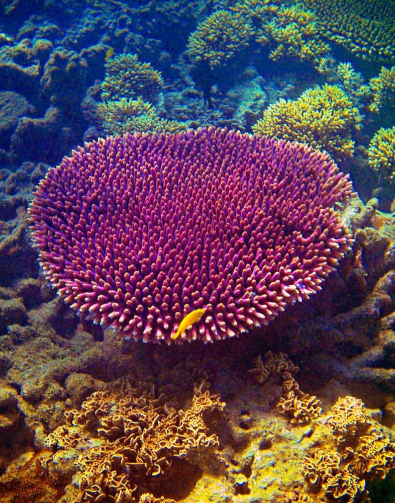 Barrier Reef Coral II art print by Kathy Mansfield for $57.95 CAD