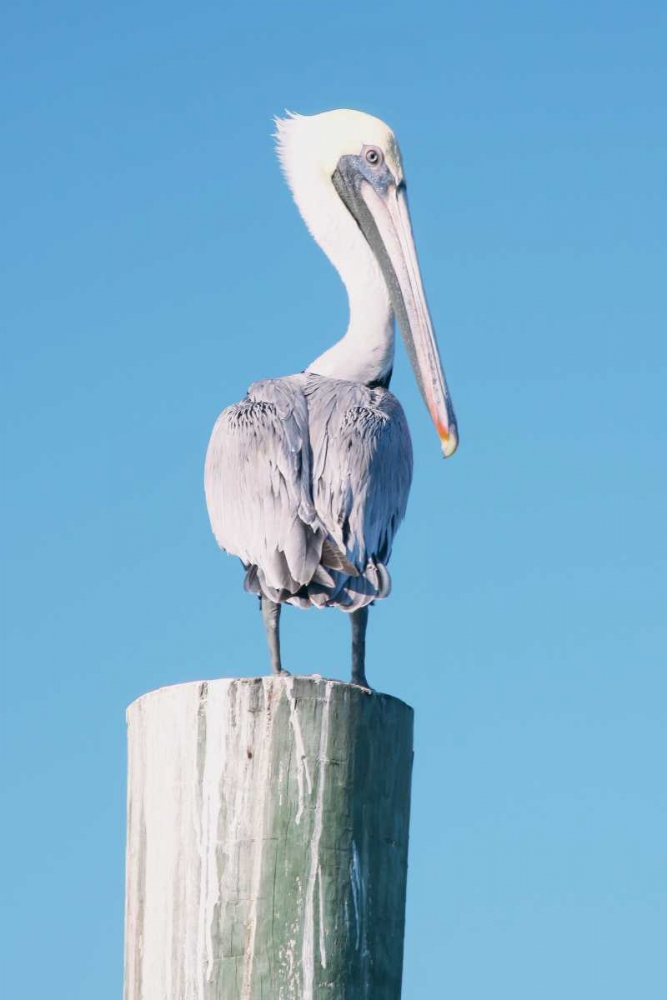 Pelican Perched I art print by Kathy Mansfield for $57.95 CAD