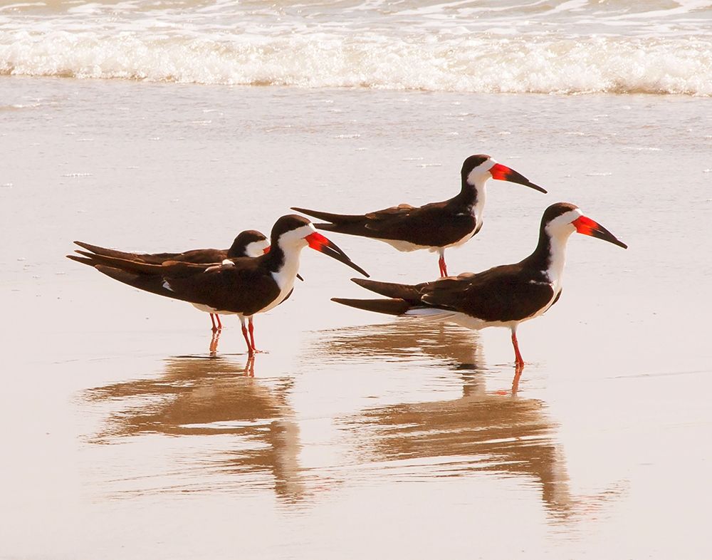 Black Skimmers I (close up) art print by Kathy Mansfield for $57.95 CAD