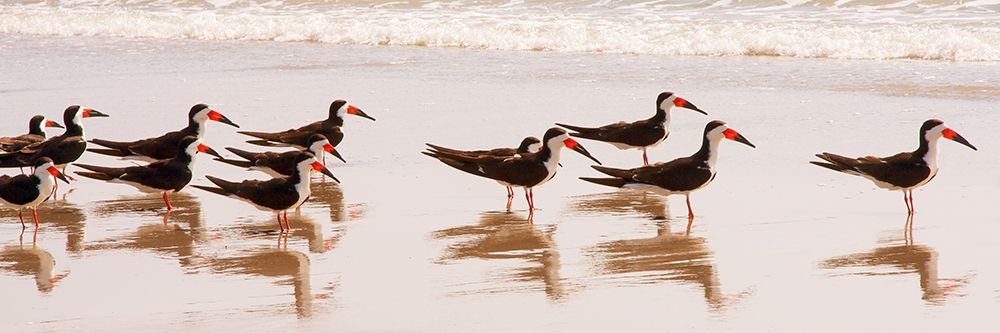Black Skimmers I art print by Kathy Mansfield for $57.95 CAD