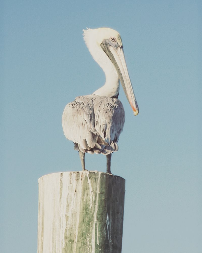 Pelican Post Muted I art print by Kathy Mansfield for $57.95 CAD