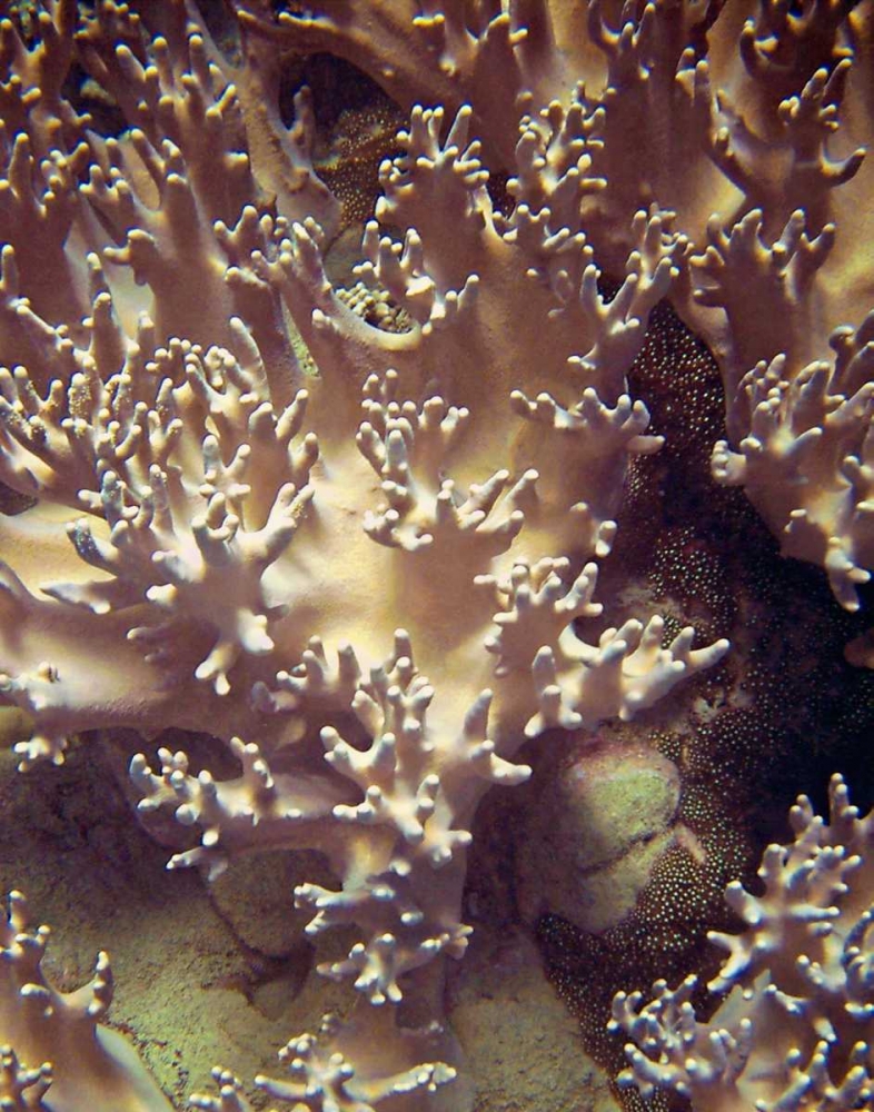 Barrier Reef Coral I art print by Kathy Mansfield for $57.95 CAD
