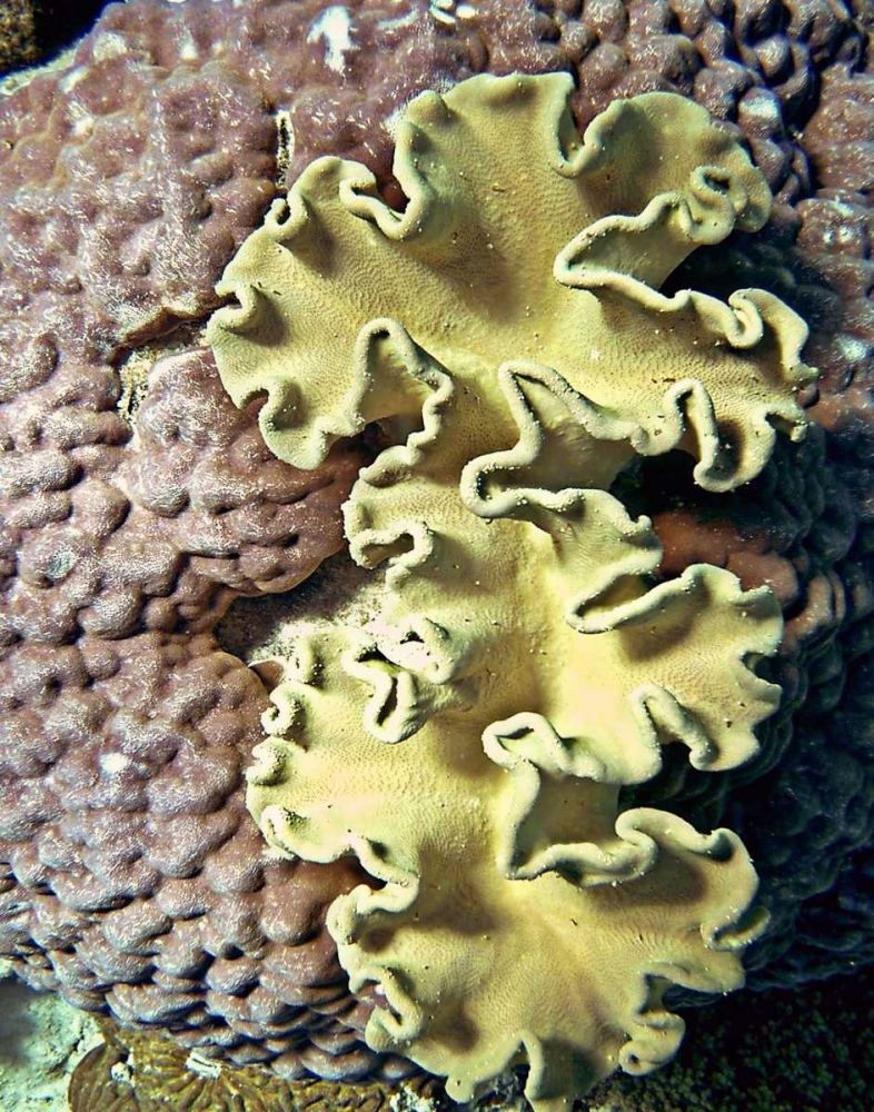 Barrier Reef Coral IV art print by Kathy Mansfield for $57.95 CAD