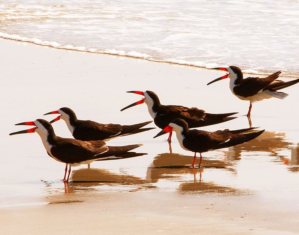 Black Skimmers II art print by Kathy Mansfield for $57.95 CAD