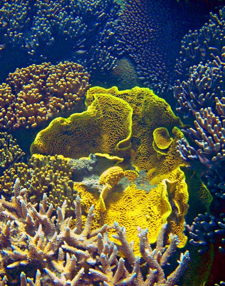 Barrier Reef Coral III art print by Kathy Mansfield for $57.95 CAD