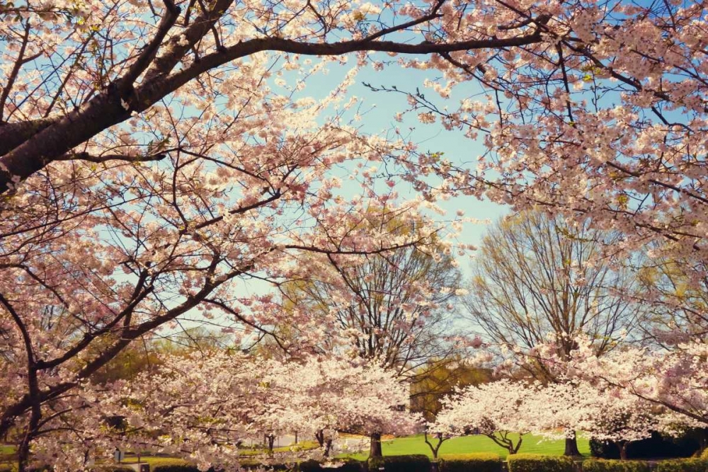 Blossom Beauty I art print by Kathy Mansfield for $57.95 CAD