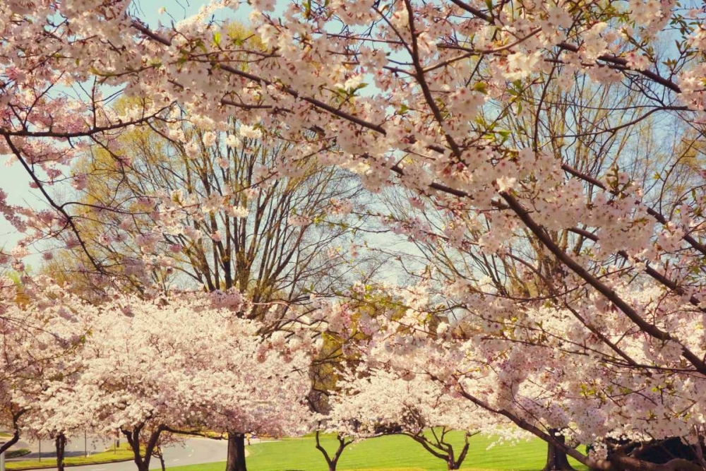 Blossom Beauty II art print by Kathy Mansfield for $57.95 CAD