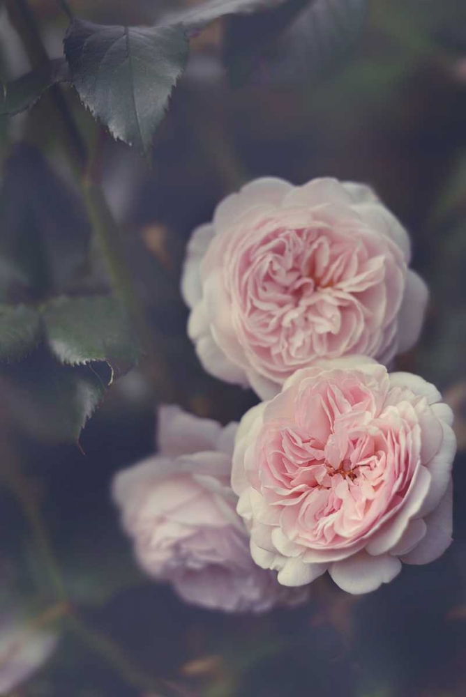 Hiding Blooms art print by Sarah Gardner for $57.95 CAD