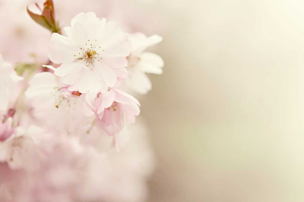 Spring Blossoms art print by Sarah Gardner for $57.95 CAD