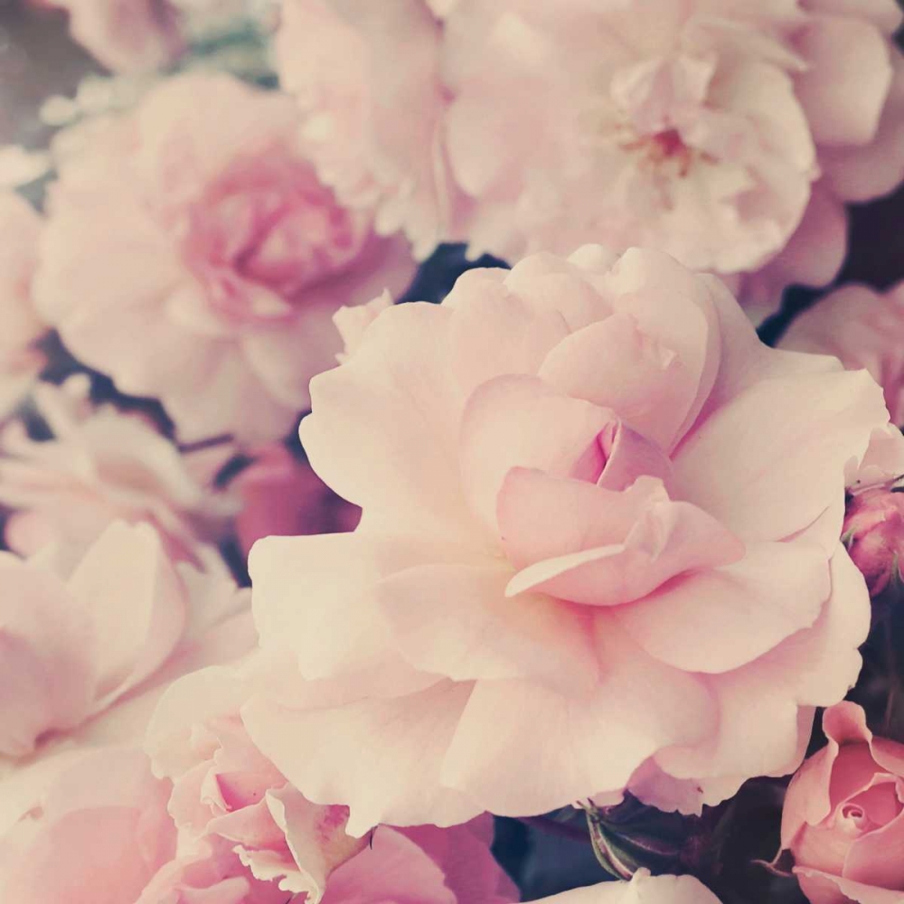 Pink Blossoms I art print by Sarah Gardner for $57.95 CAD