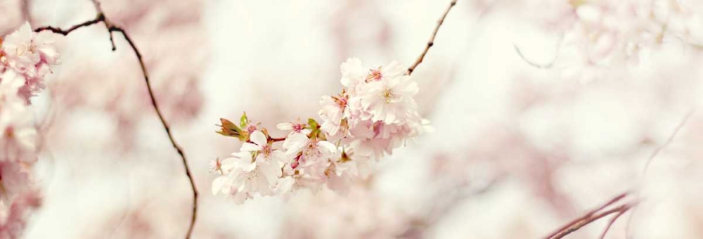 Cherry Blossom art print by Sarah Gardner for $57.95 CAD
