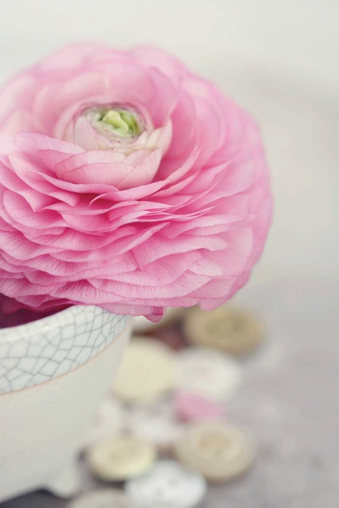 Softy Elegant II art print by Sarah Gardner for $57.95 CAD