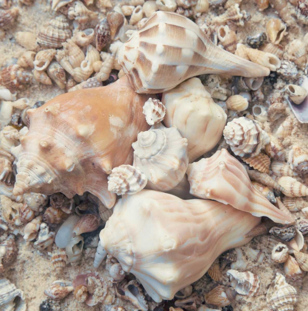 Shell Collection I art print by Kathy Mansfield for $57.95 CAD
