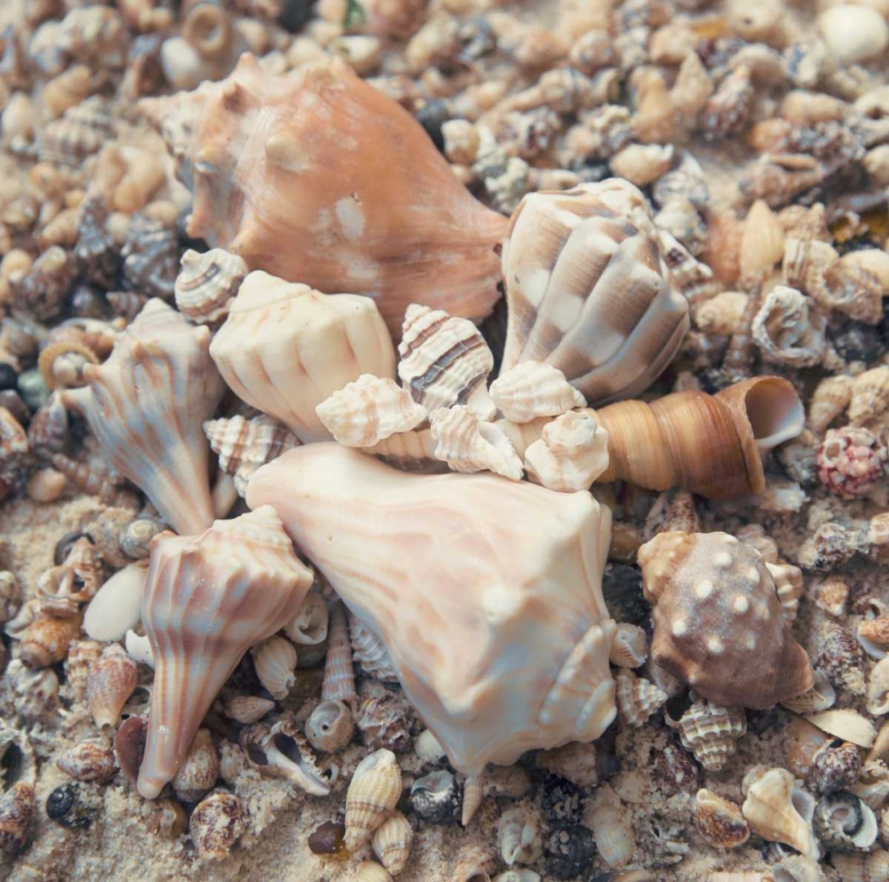 Shell Collection II art print by Kathy Mansfield for $57.95 CAD