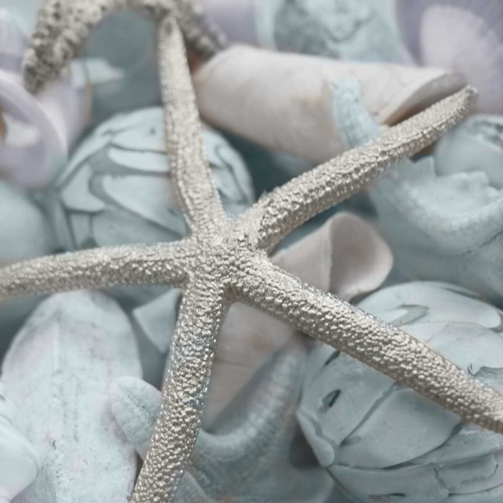 Seashells in Blue I art print by Susan Bryant for $57.95 CAD