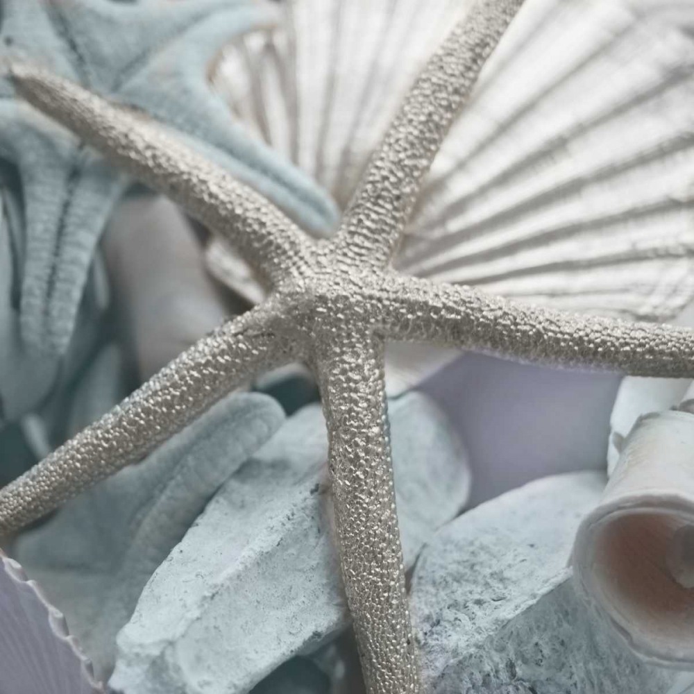 Seashells in Blue II art print by Susan Bryant for $57.95 CAD