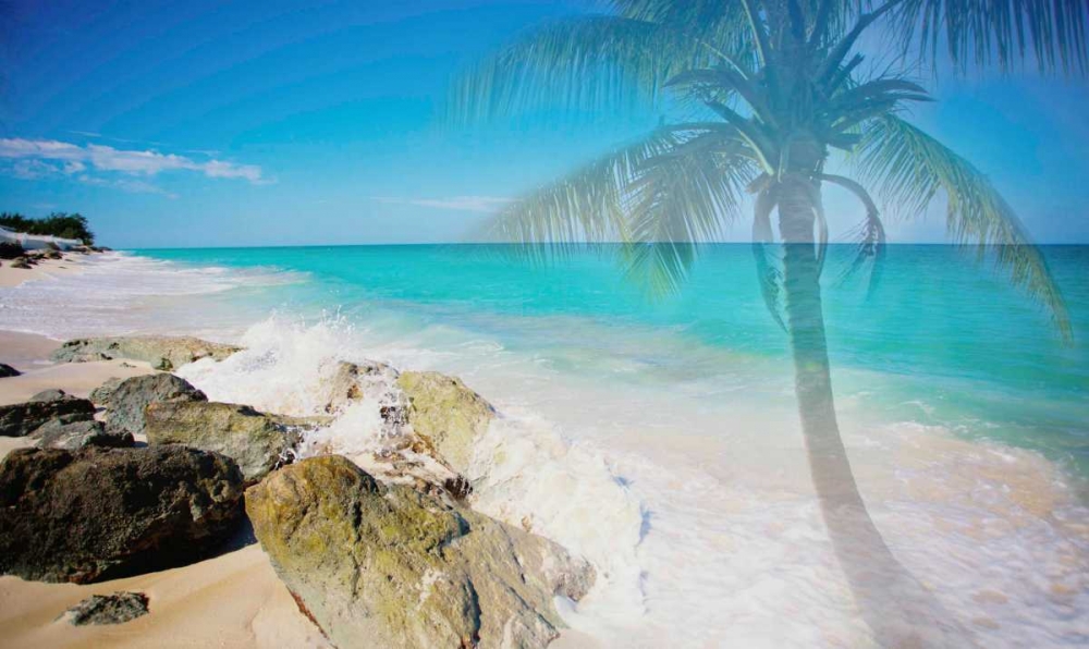 Palm By The Rocks art print by Susan Bryant for $57.95 CAD