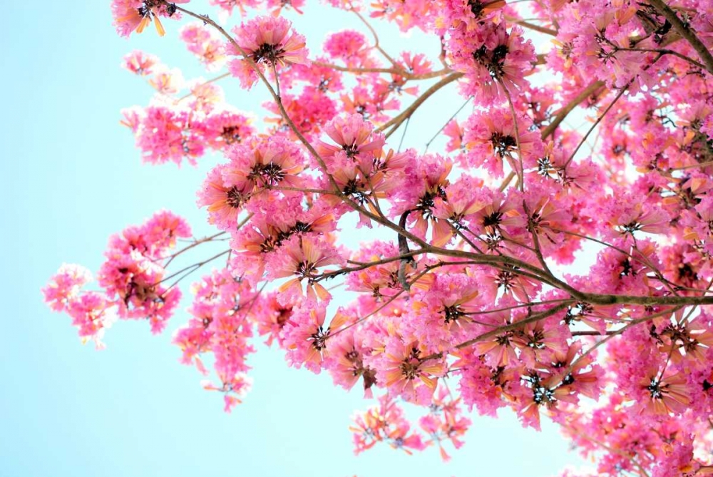 Pink Floral Branch art print by Gail Peck for $57.95 CAD