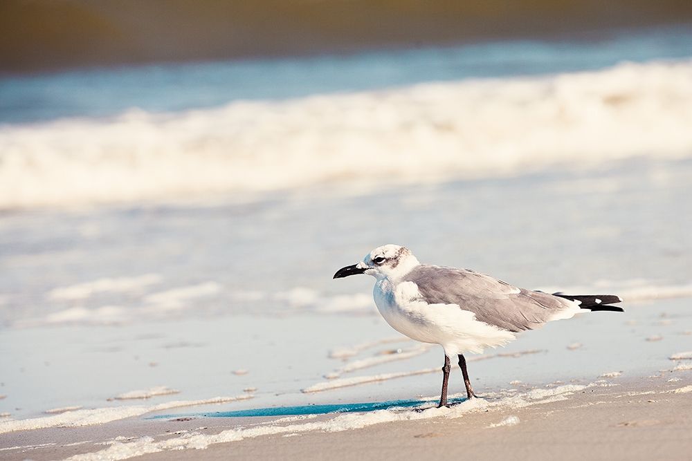 See the Seagull art print by Susan Bryant for $57.95 CAD