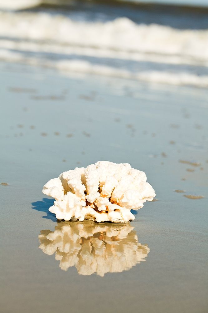 Coral Reflection art print by Susan Bryant for $57.95 CAD