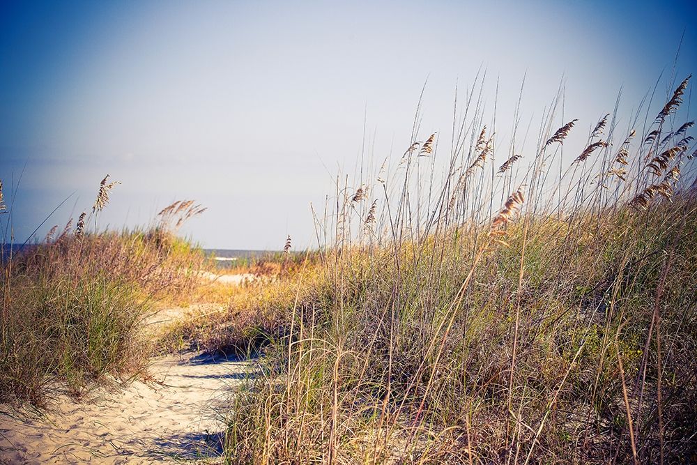 Beach Grass Path art print by Susan Bryant for $57.95 CAD