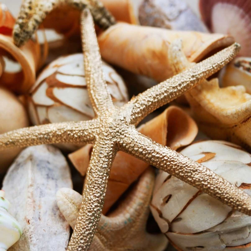 Gold Starfish I art print by Susan Bryant for $57.95 CAD