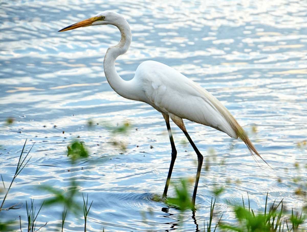 By The Lake Egret art print by Bruce Nawrocke for $57.95 CAD
