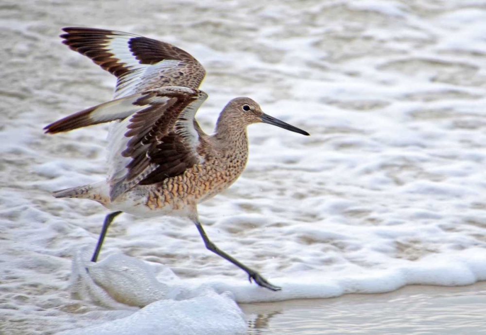 Frolicking In Waves art print by Bruce Nawrocke for $57.95 CAD