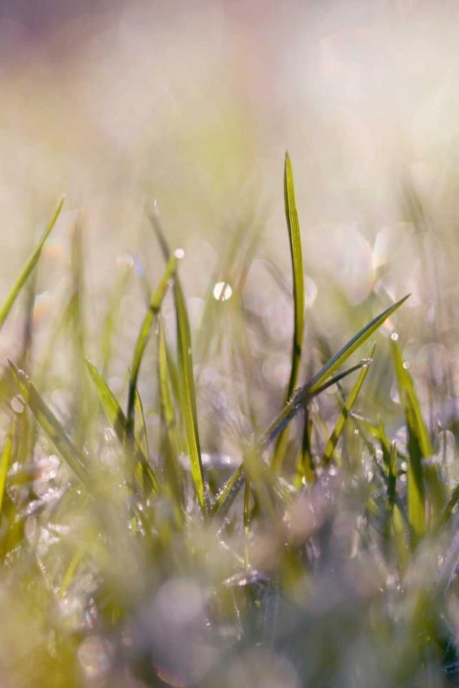 Soft Morning Dew I art print by Sarah Gardner for $57.95 CAD