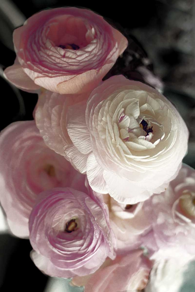 Out of Darkness art print by Sarah Gardner for $57.95 CAD