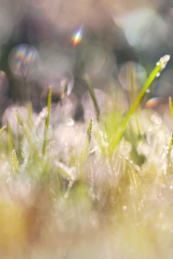 Soft Morning Dew II art print by Sarah Gardner for $57.95 CAD