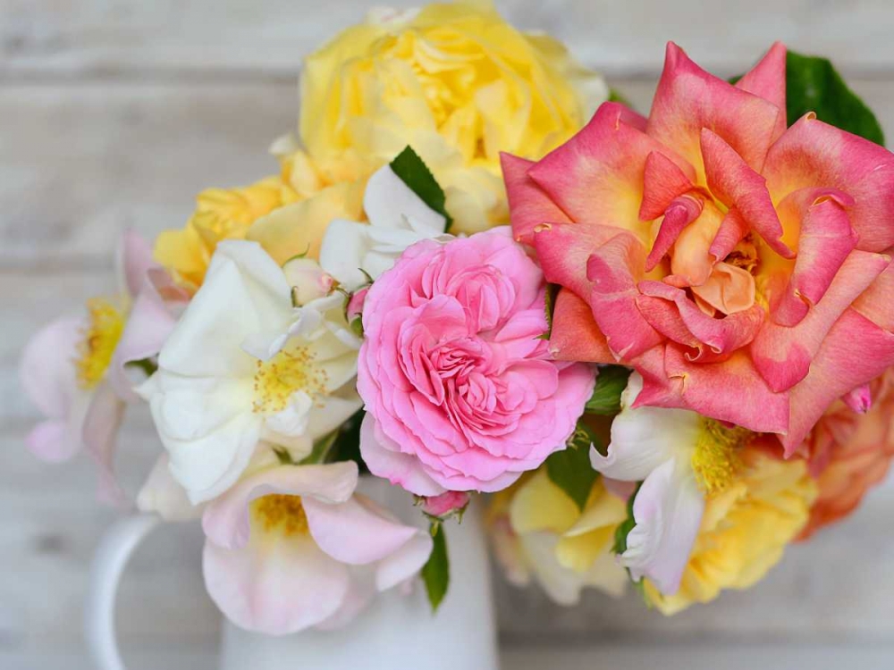 Color Burst art print by Sarah Gardner for $57.95 CAD
