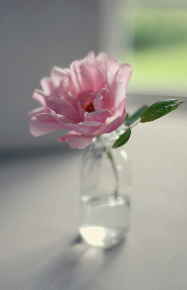 Evening Blooms art print by Sarah Gardner for $57.95 CAD