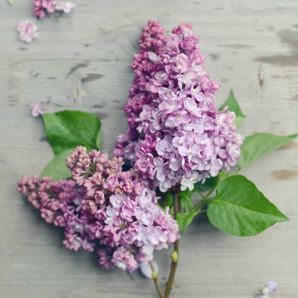 Fresh Lavender Blooms art print by Sarah Gardner for $57.95 CAD