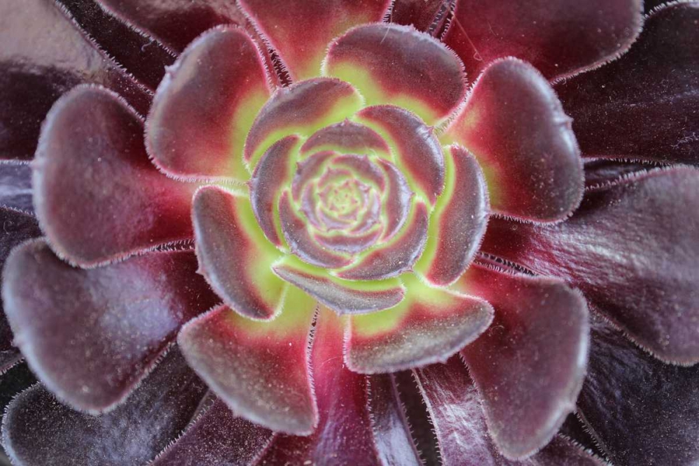 Bright Succulent art print by Anna Coppel for $57.95 CAD