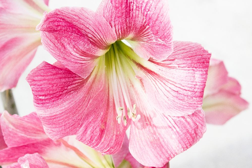 Paradise Blooms art print by Anna Coppel for $57.95 CAD