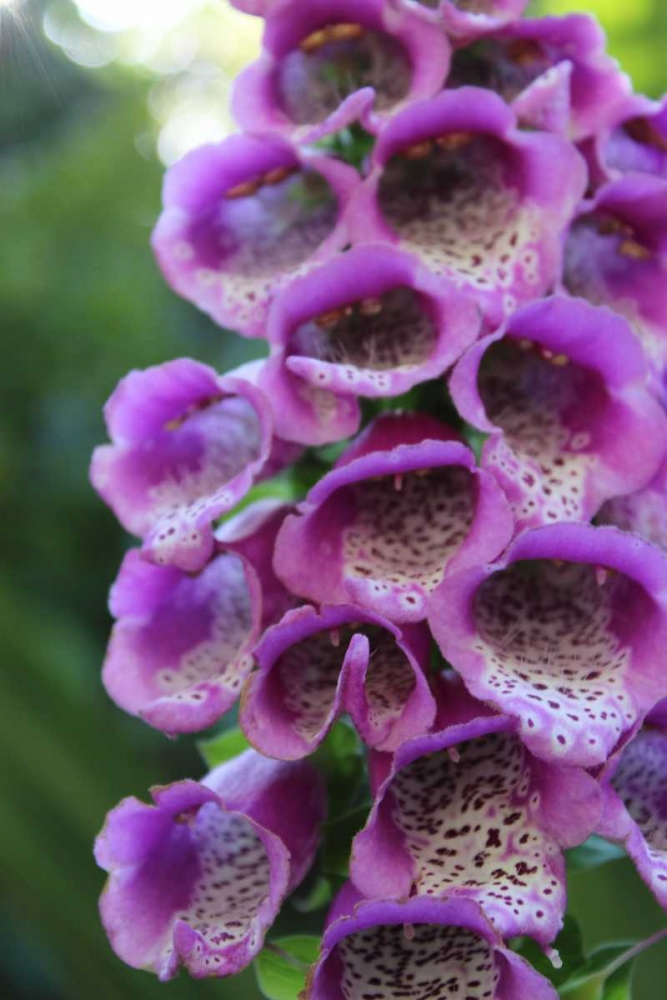 Purple Trailing Flower art print by Anna Coppel for $57.95 CAD