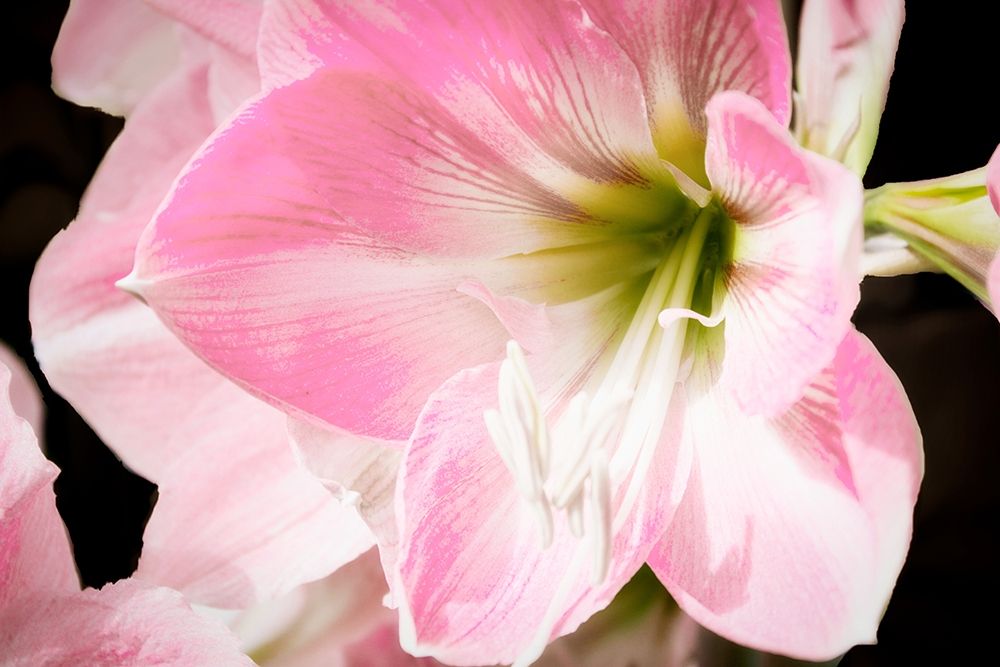 Soft Petals art print by Anna Coppel for $57.95 CAD