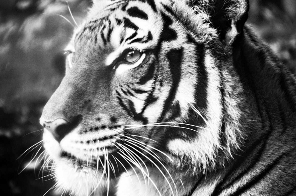 Deep Tiger art print by Gail Peck for $57.95 CAD