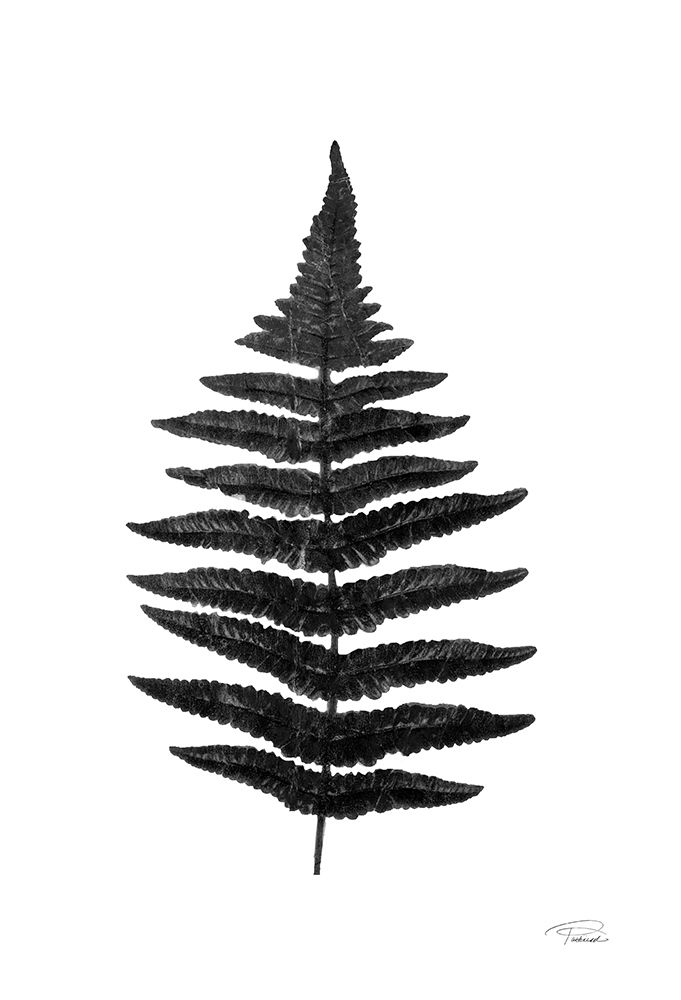 Black Pressed Fern art print by Merri Pattinian for $57.95 CAD