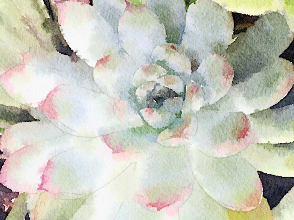 Watercolor Succulent art print by Nola James for $57.95 CAD