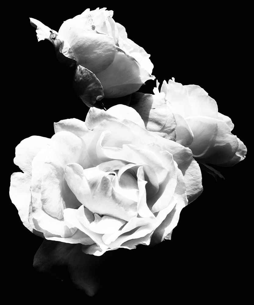 Dramatic Love Blooms  I art print by Emily Navas for $57.95 CAD