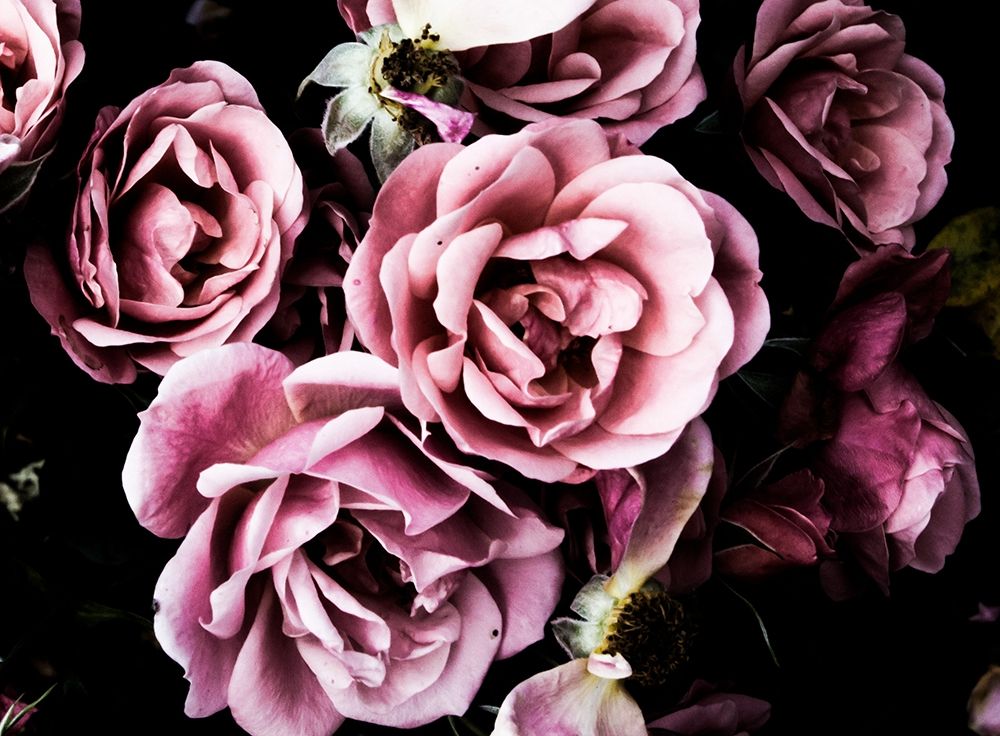 Baroque Roses art print by Emily Navas for $57.95 CAD