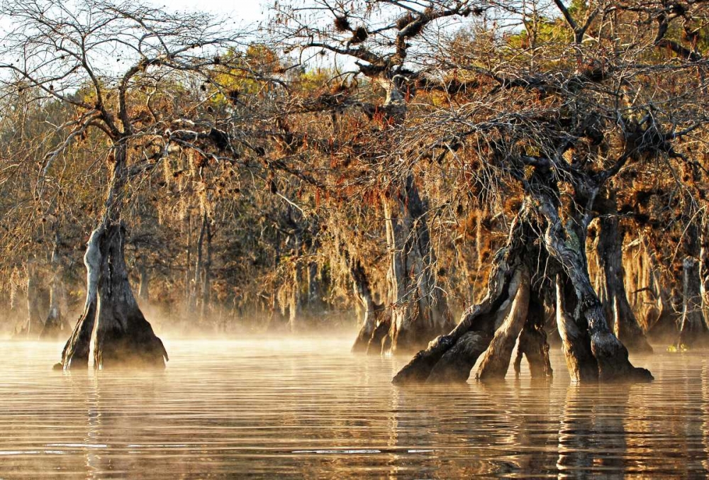 Cypress Creek I art print by Bruce Nawrocke for $57.95 CAD