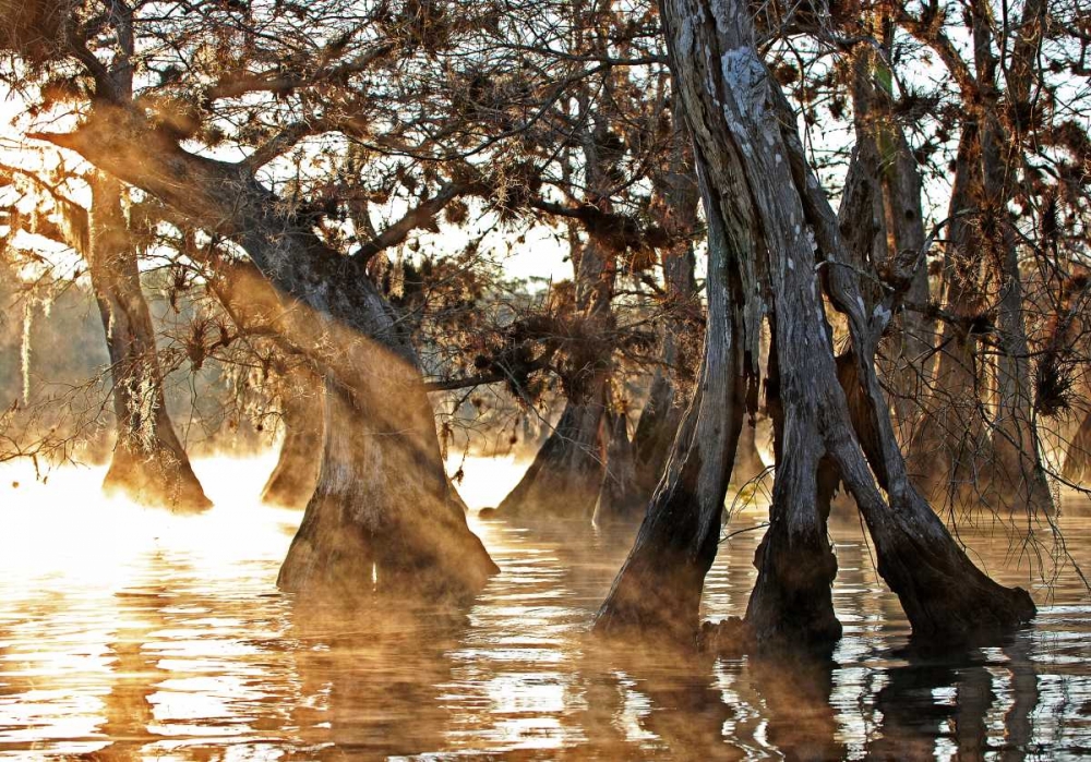 Cypress Creek II art print by Bruce Nawrocke for $57.95 CAD