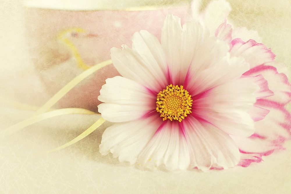 Soft Rose Daisy art print by Sarah Gardner for $57.95 CAD